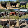 Buckhannon, WV: Farm Equipment, Tractors, BMW 635 CSI, Cattle, Donkeys 