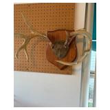 Deer Antlers