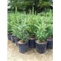 (1) Potted Black Hills Spruce Tree