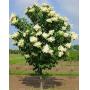 Japanese Lilac Tree