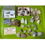 Fossils, Minerals, Agates and More...Part-Two Anderson Living St. Cloud Estate Auction #361 with Action Auction...WE SHIP!