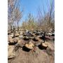 May B&B Tree Sale #1 - Birch, Spruce, Pine, Maples, Crabapple