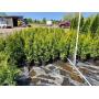 May Arborvitae Nursery Stock Sale - 100 Trees