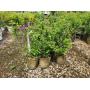 Plato Spring Shrub and Perennial Sale