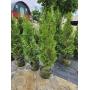June Arborvitae Sale - 200 trees - White Cedar, Emerald Green Arborvitae, Pyramidal Arborvitae
