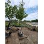 June B&B Tree sale - Maples, Crabapple, Birch, Spruce, Balsam Fir