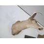 Zimmerman  Taxidermy, Tools, Furniture, Home, Shop, Patio, Vintage, Collector, More!!