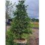 Kahnke Surplus Tree Sale