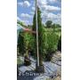 August Arborvitae Tree Sale - Emerald Green, White Cedar, & Hetz Wintergreen