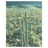BR3 - Framed Saguaro Cactus Desert Poster by Parks Project Association
