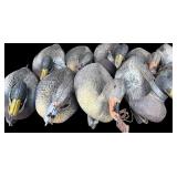 G - Lot of 18 Mallard Duck Decoys with Net Bag