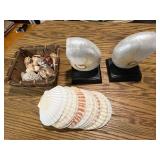 Collection of Decorative Sea Shells and Nautilus Shell Bookends