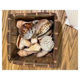 Collection of Decorative Sea Shells and Nautilus Shell Bookends