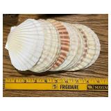 Collection of Decorative Sea Shells and Nautilus Shell Bookends