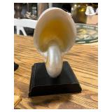 Collection of Decorative Sea Shells and Nautilus Shell Bookends