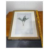 Art in Bloom 1999 Framed Print by Pierre-Joseph Redout