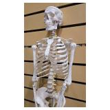 Flexible Life-Size Human Skeleton Anatomy Model (5877710)