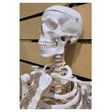 Flexible Life-Size Human Skeleton Anatomy Model (5877710)