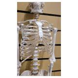 Flexible Life-Size Human Skeleton Anatomy Model (5877710)