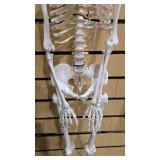 Flexible Life-Size Human Skeleton Anatomy Model (5877710)