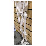 Flexible Life-Size Human Skeleton Anatomy Model (5877710)