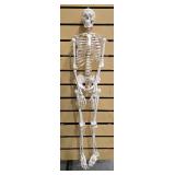 Flexible Life-Size Human Skeleton Anatomy Model (5877710)