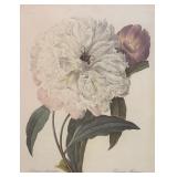 LR - Art in Bloom Double White Peony Print - Minneapolis Institute of Arts 2005