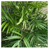 LL - Faux Palm Plant in Woven Basket Planter