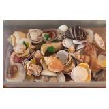 LL - Bin of Assorted Seashells and Sea Glass