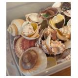 LL - Bin of Assorted Seashells and Sea Glass