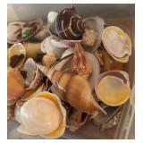LL - Bin of Assorted Seashells and Sea Glass