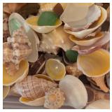 LL - Bin of Assorted Seashells and Sea Glass