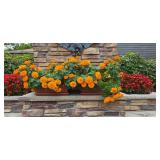 Marigold Plant Duo