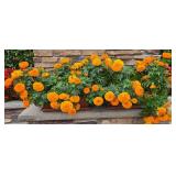 Marigold Plant Duo