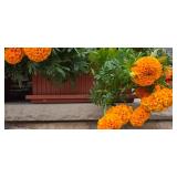 Marigold Plant Duo