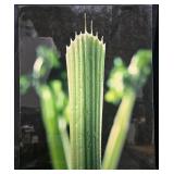 Framed Water Lily Photograph and Unframed Botanical Art Prints Collection