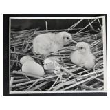 Collection of Wildlife Art Prints and Framed Hawk Photograph, 23x19 Inches