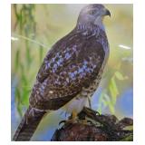 Collection of Wildlife Art Prints and Framed Hawk Photograph, 23x19 Inches