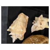 Basket of Sea Shells