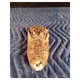 Alligator head