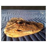 Alligator head