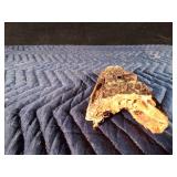 Alligator head