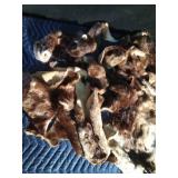 Beaver Fur Pieces