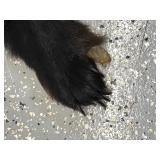 Black bear rug