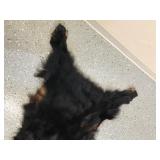 Black bear rug