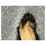 Black bear rug