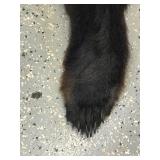 Black bear rug