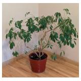 LR - Schefflera Umbrella Plant in Decorative Red Pot - 3ft High