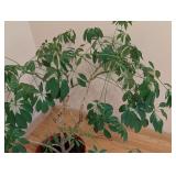 LR - Schefflera Umbrella Plant in Decorative Red Pot - 3ft High