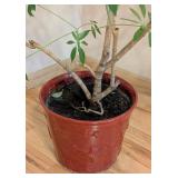LR - Schefflera Umbrella Plant in Decorative Red Pot - 3ft High